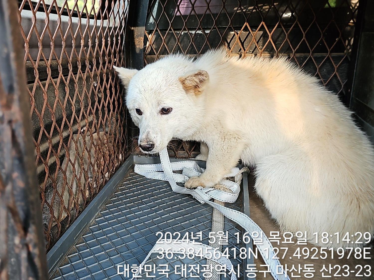 보호중 믹스견의 가…