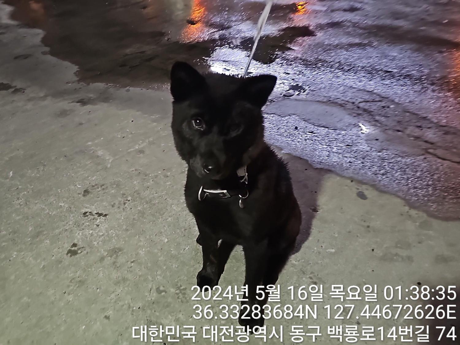 종료(반환) 진도견…