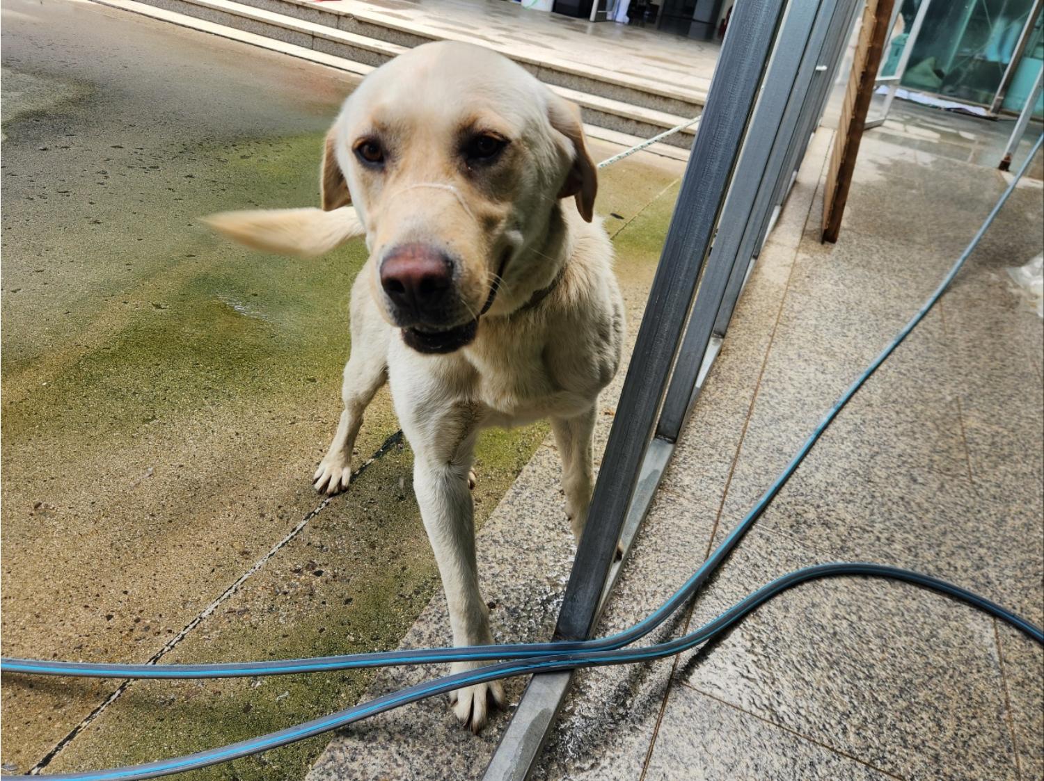 광주 동물보호소_429363202400492