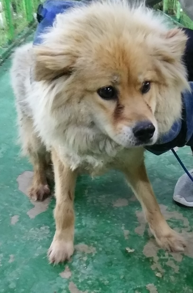 종료(자연사) 믹스…