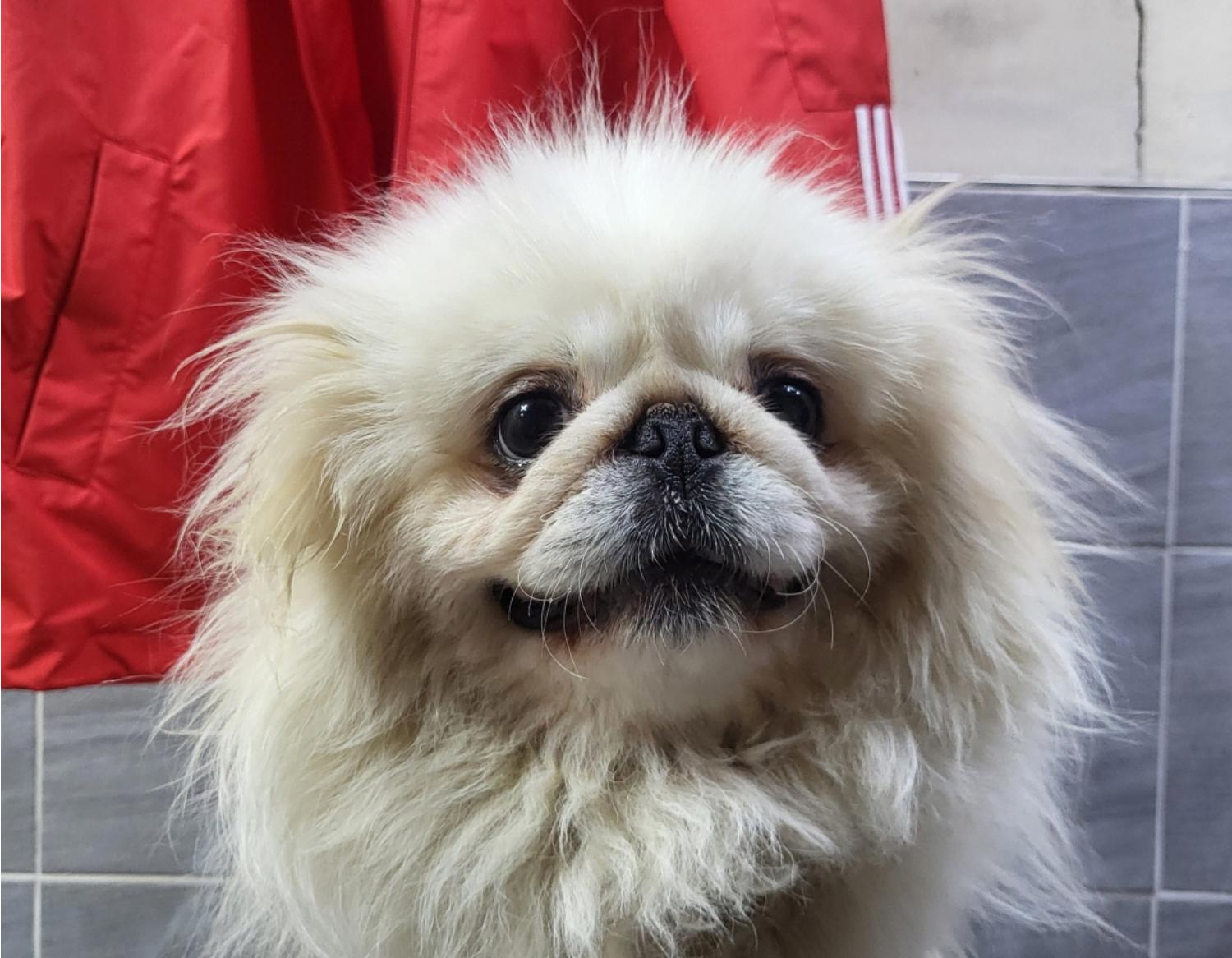이성준동물병원_441408202400659