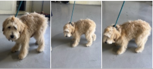부산동물보호센터_426325202400090