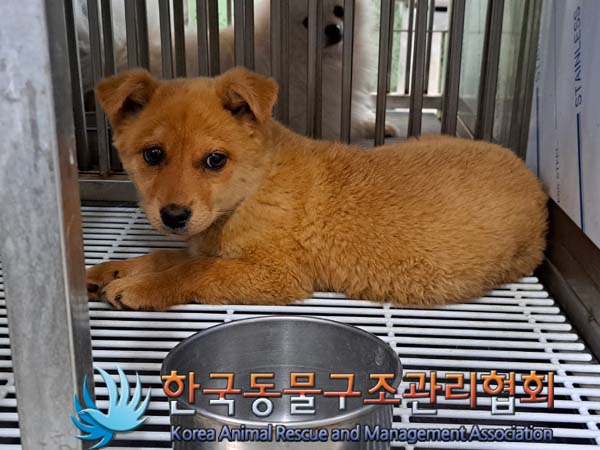 한국동물구조관리협회_441406202400826