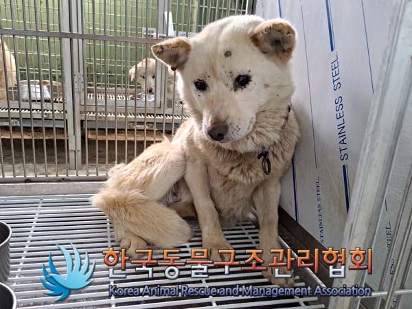 종료(안락사) 믹스…