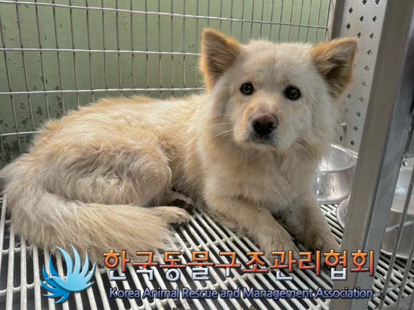 종료(반환) 믹스견…