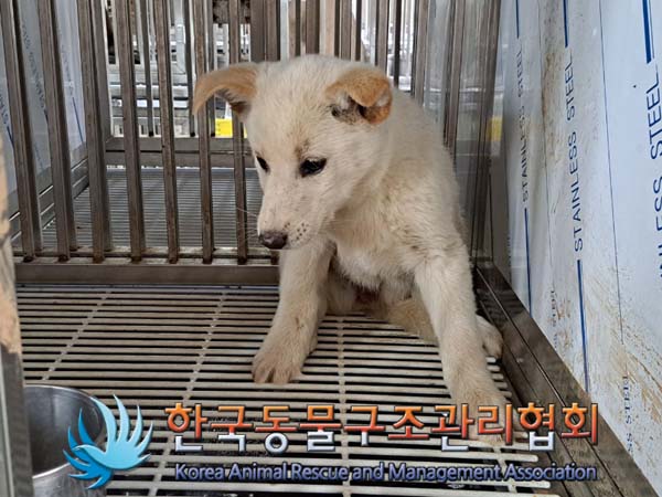 종료(안락사) 믹스…