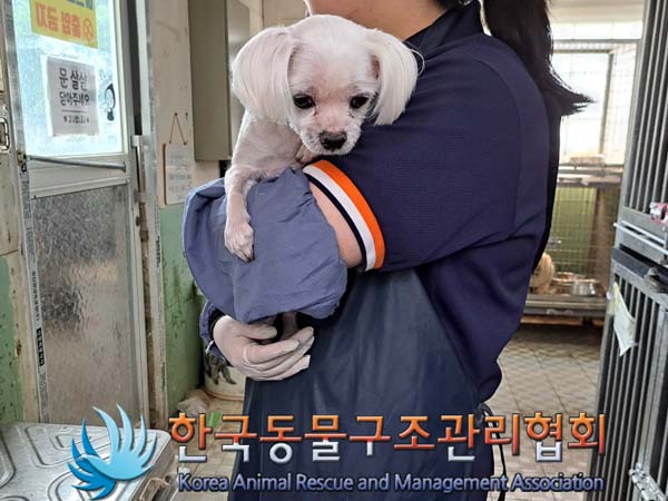 종료(입양) 말티즈…