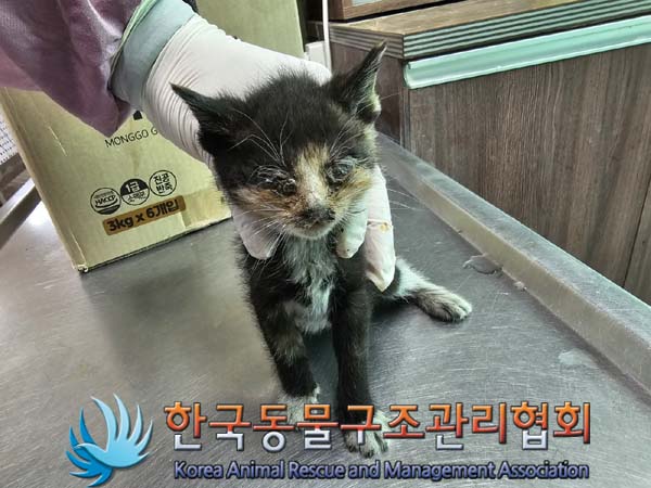 한국동물구조관리협회_411305202400289