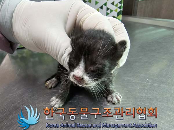 한국동물구조관리협회_411317202400145