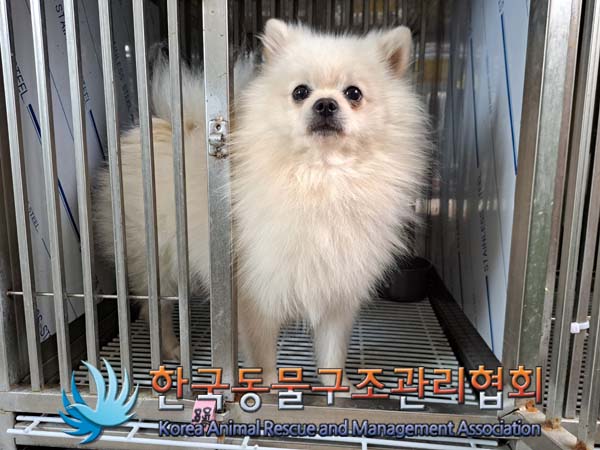 한국동물구조관리협회_441382202400415