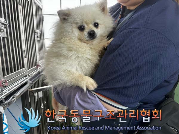 종료(입양) 포메라…