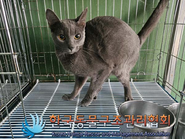 종료(입양) 러시안…