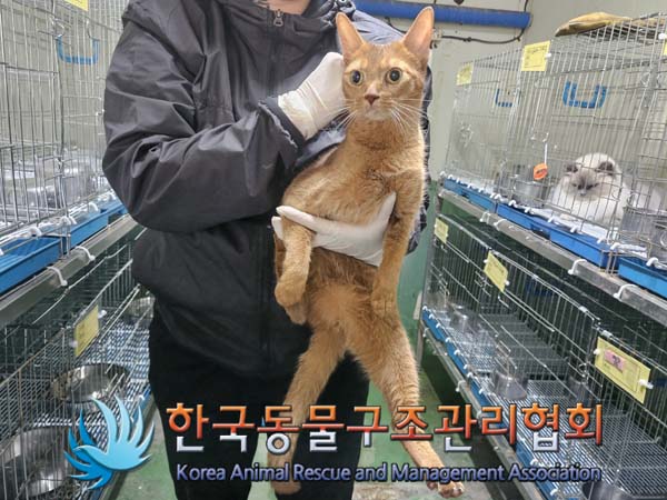 종료(입양) 아비시…