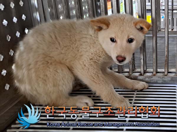 한국동물구조관리협회_441559202400534