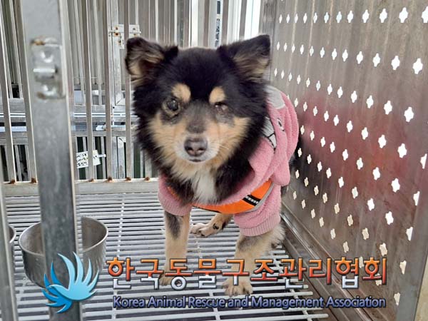 한국동물구조관리협회_411309202400147