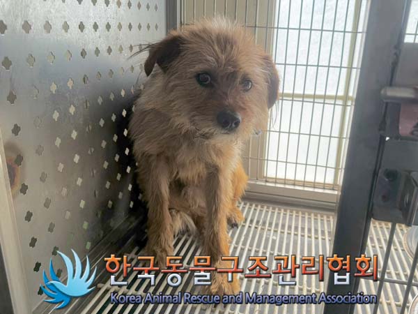 종료(안락사) 믹스…