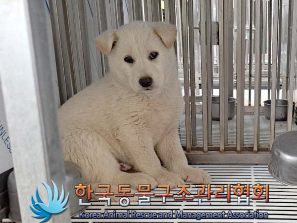종료(안락사) 믹스…