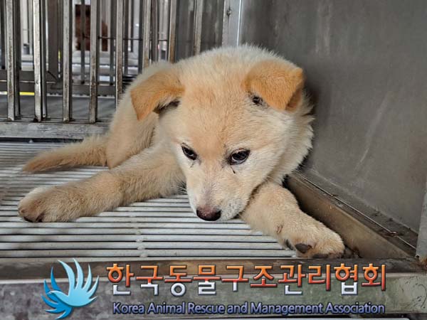 한국동물구조관리협회_441559202400539