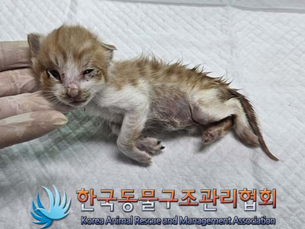 한국동물구조관리협회_441409202400663
