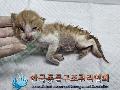 보호중동물사진 공고번호-경기-김포-2024-00350