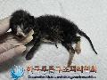 보호중동물사진 공고번호-경기-김포-2024-00344