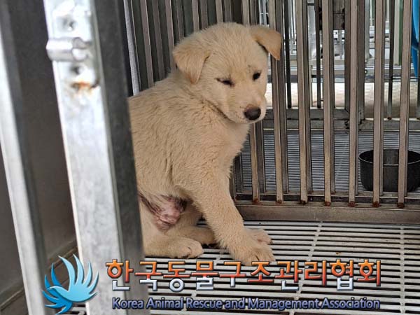 종료(안락사) 믹스…