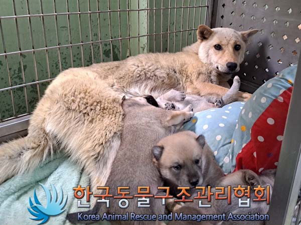 종료(안락사) 믹스…