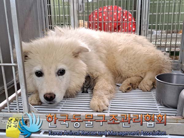 종료(안락사) 믹스…