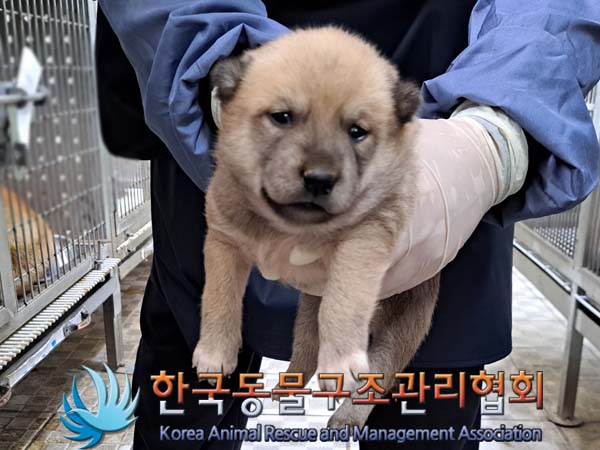 종료(안락사) 믹스…