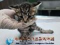 보호중동물사진 공고번호-경기-포천-2024-00407