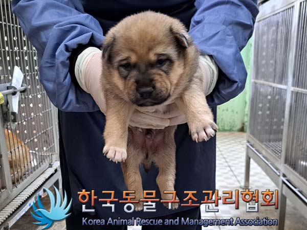 종료(안락사) 믹스…