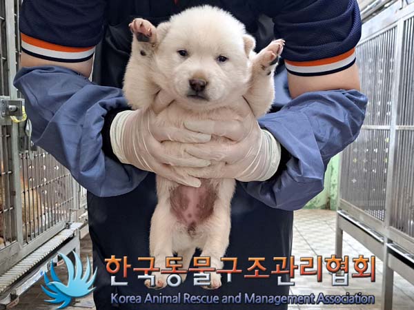 종료(안락사) 믹스…
