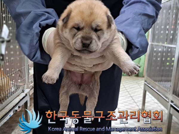 종료(안락사) 믹스…