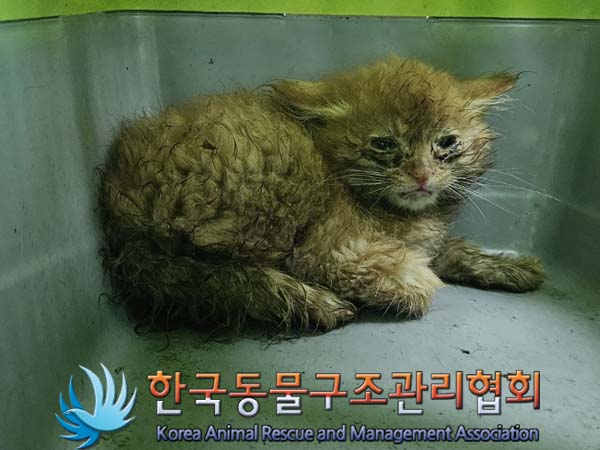 종료(입양) 믹스묘…