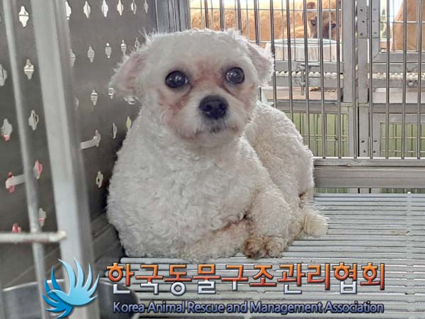 보호중 비숑 프리제…