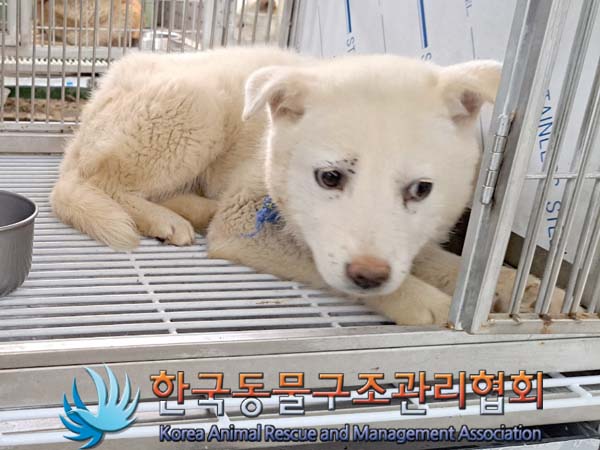 종료(안락사) 믹스…