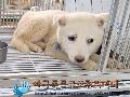 보호중동물사진 공고번호-경기-포천-2024-00403