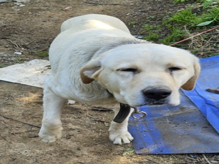 보호중 라브라도 리…