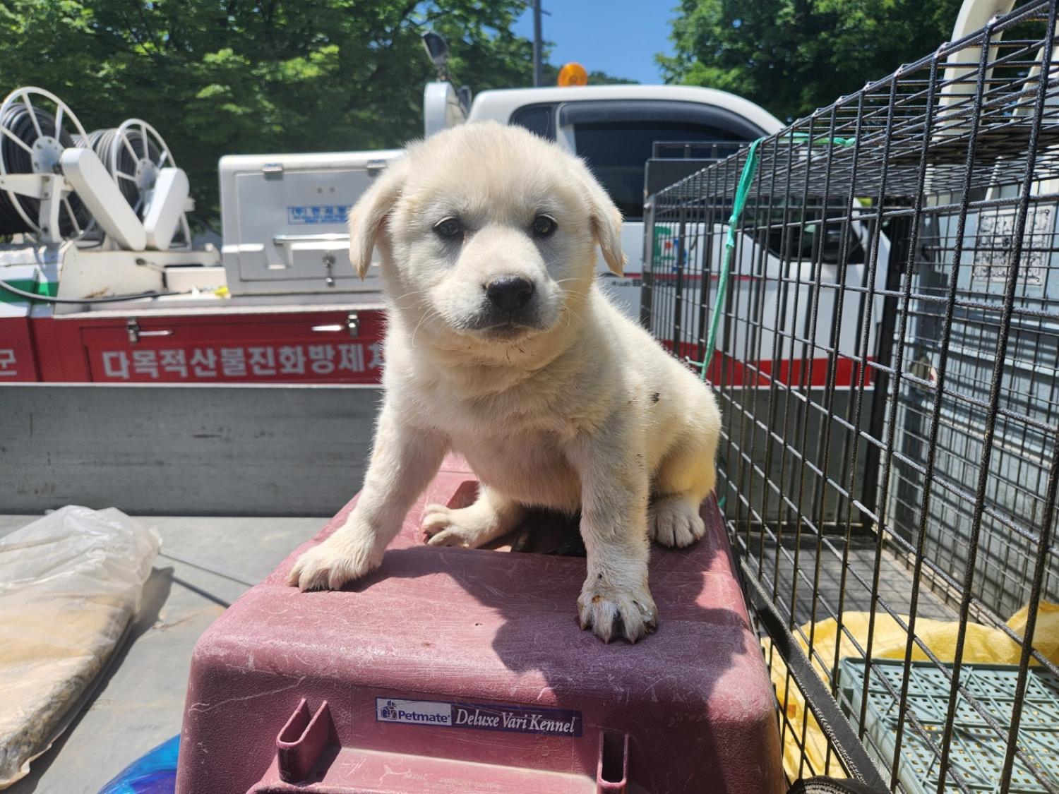 단양군유기동물보호소_443448202400084