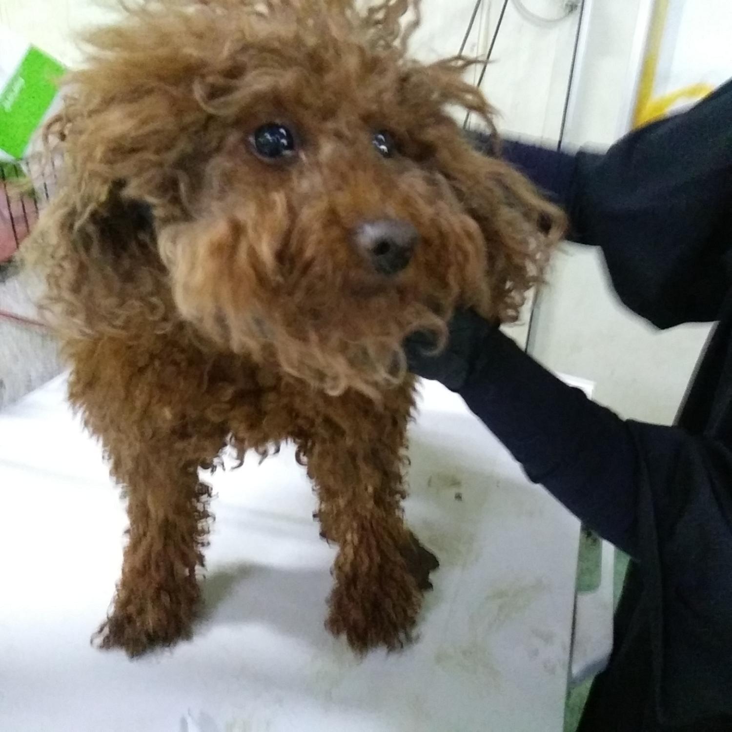 인천광역시수의사회_428352202400231