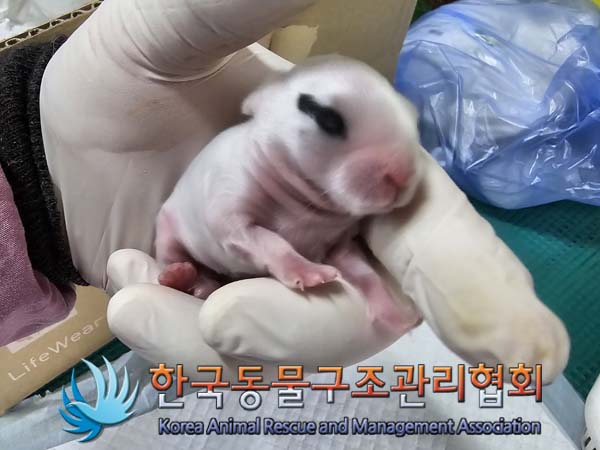 종료(입양) 토끼의…