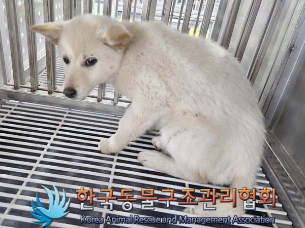 종료(안락사) 믹스…