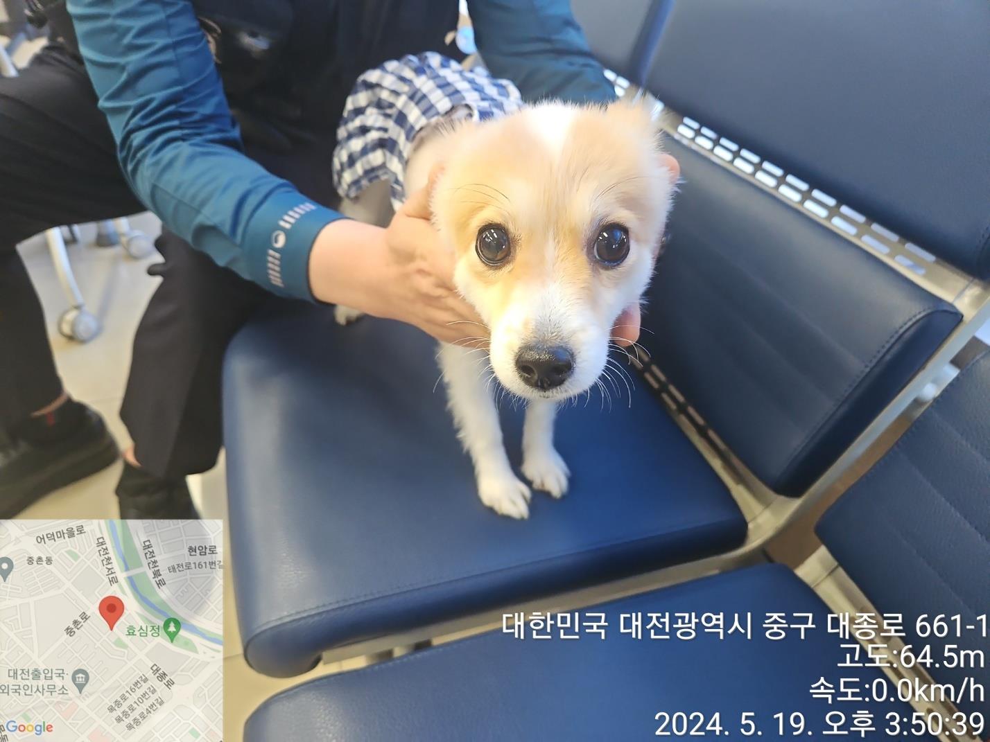 종료(반환) 믹스견…
