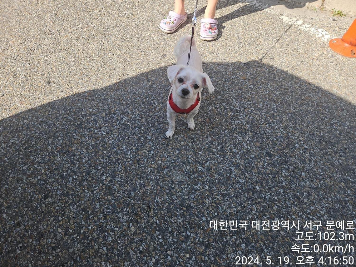 보호중 말티즈의 가…
