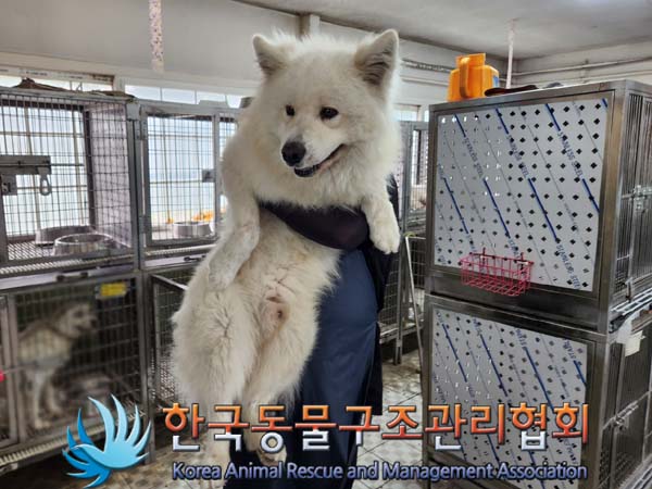 종료(입양) 사모예…
