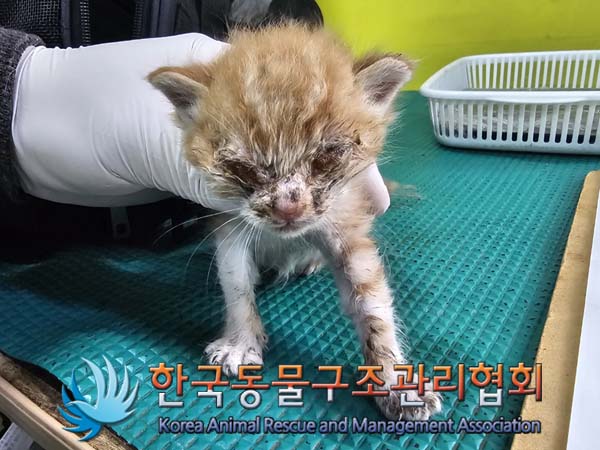 종료(자연사) 한국…