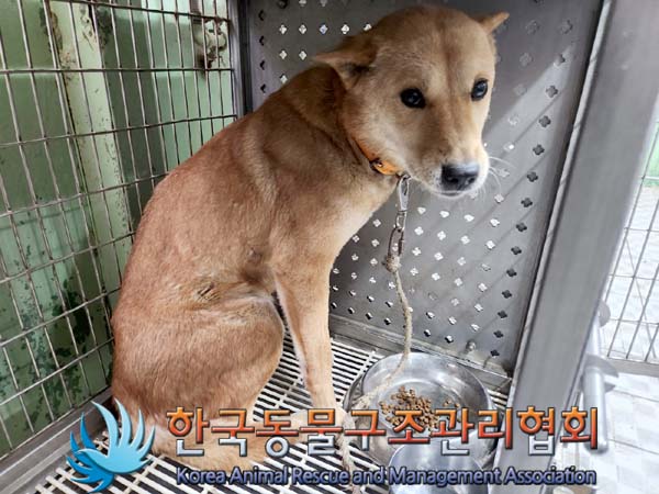 종료(반환) 믹스견…