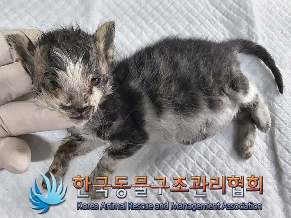 종료(자연사) 한국…