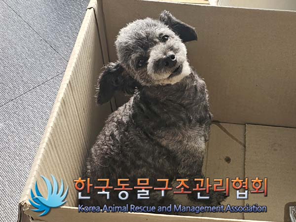 종료(반환) 푸들의…