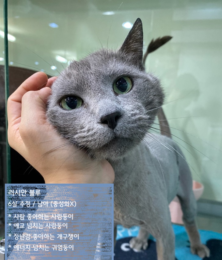 보호중 러시안 블루…